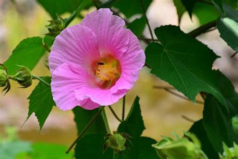 芙蓉 毒性|芙蓉（锦葵科木槿属植物）